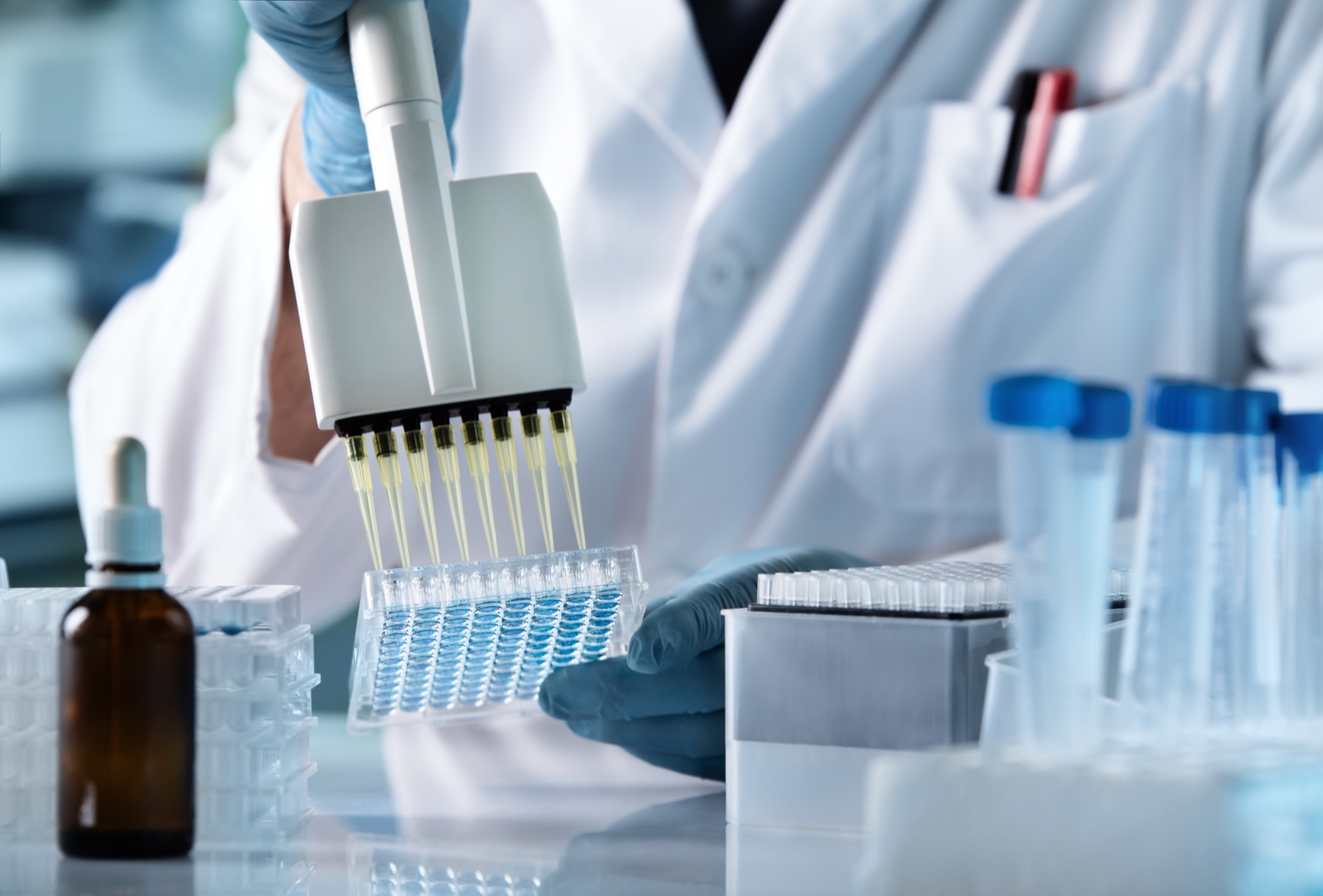 Gloved hands using a multichannel pipette over a multiwell laboratory plate.
